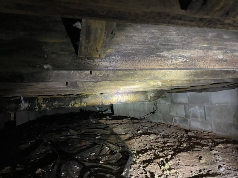 Mold Removal Birmingham, AL