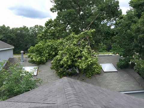 Fallen Tree by Storm Damage — Millville, NJ — ED Gallagher Jr. Public Adjuster
