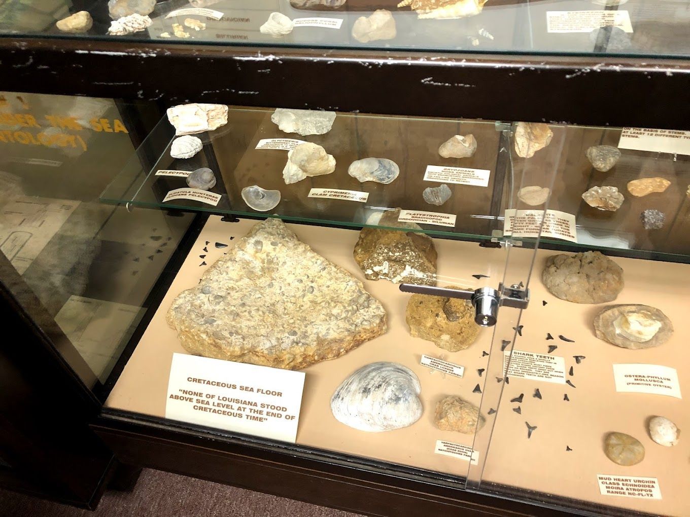 A glass display case filled with rocks and fossils