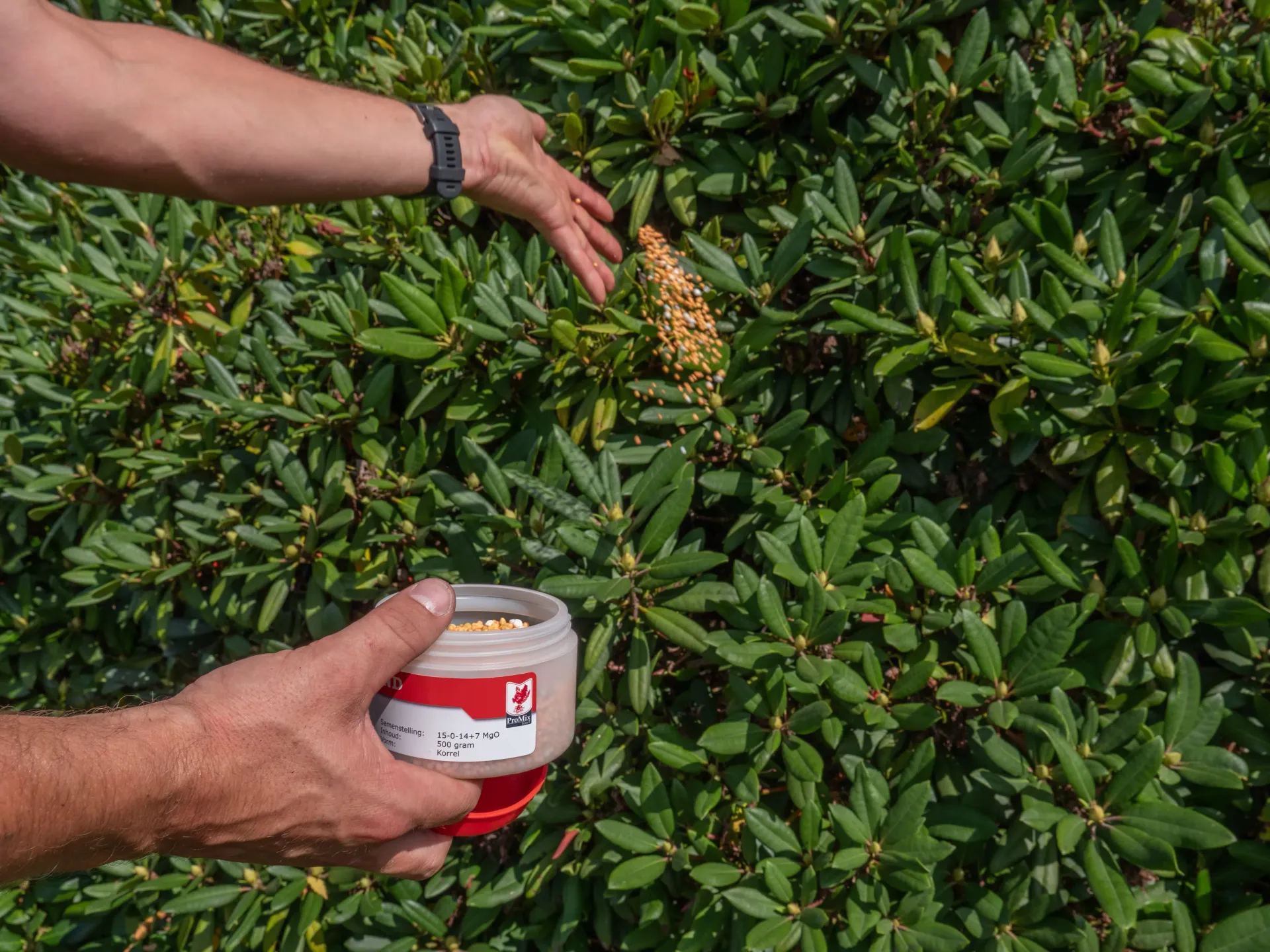 Meststof voor zuurbeminnende planten