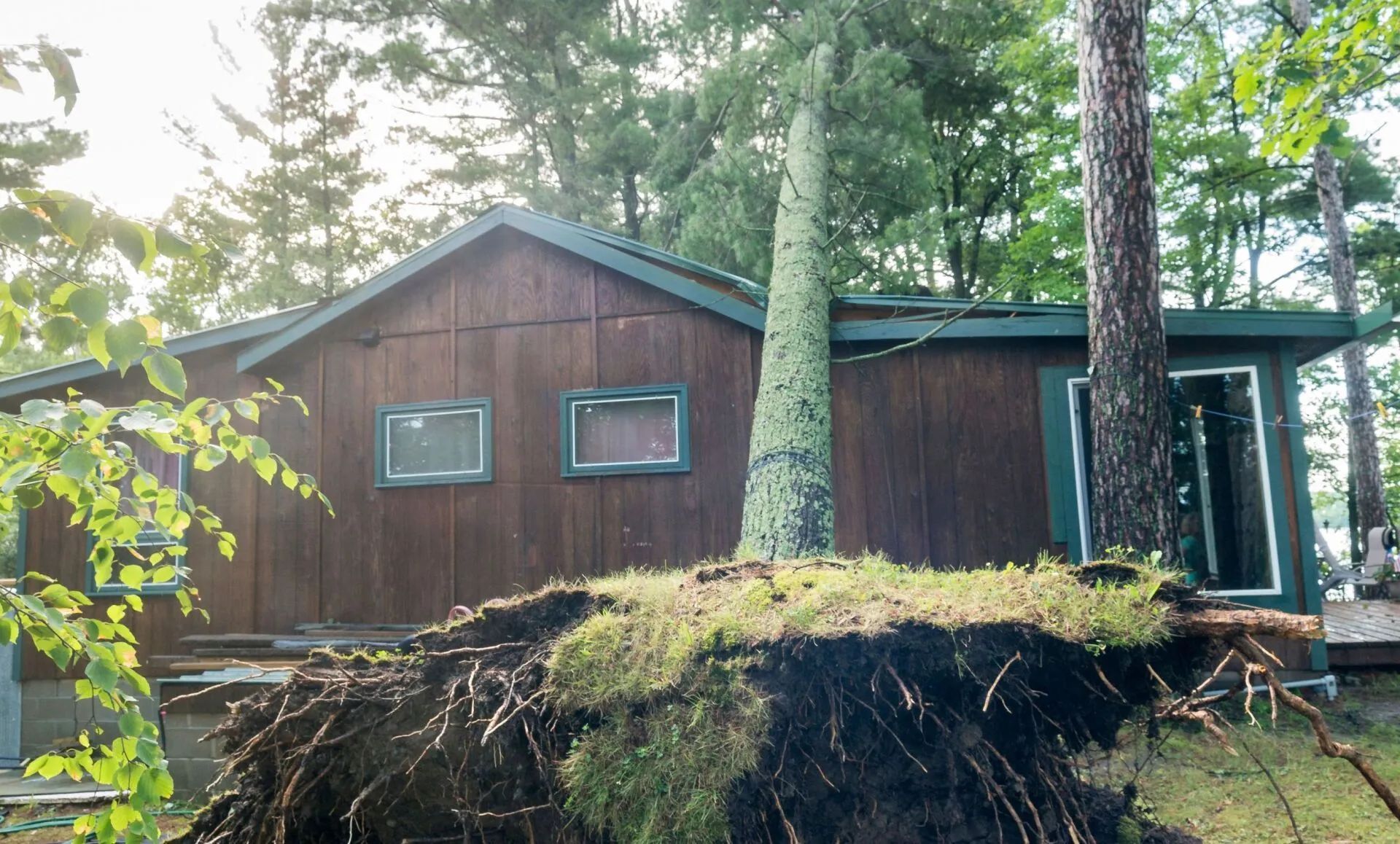 Fallen tree blocking a paved road, debris scattered, green foliage in the background.