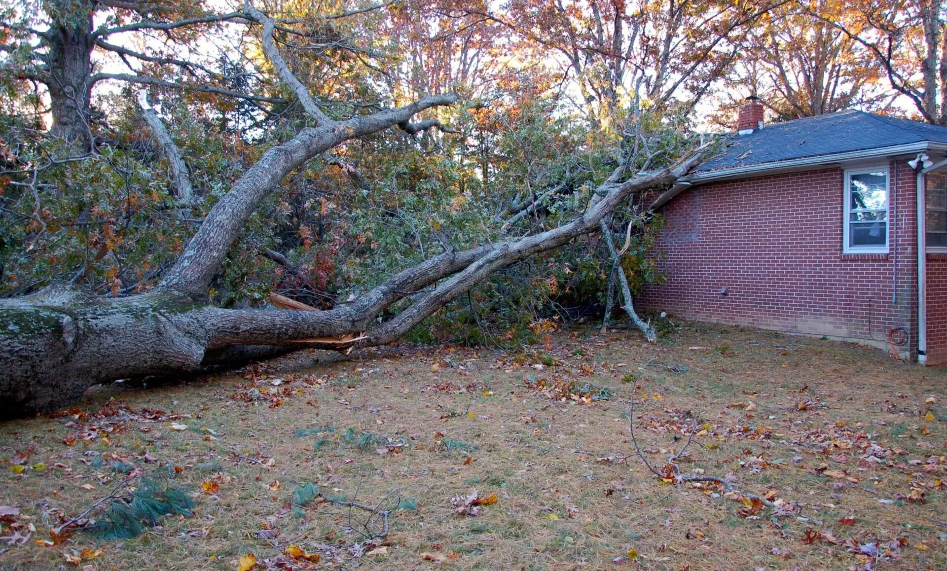 A tree has fallen on the side of a house.