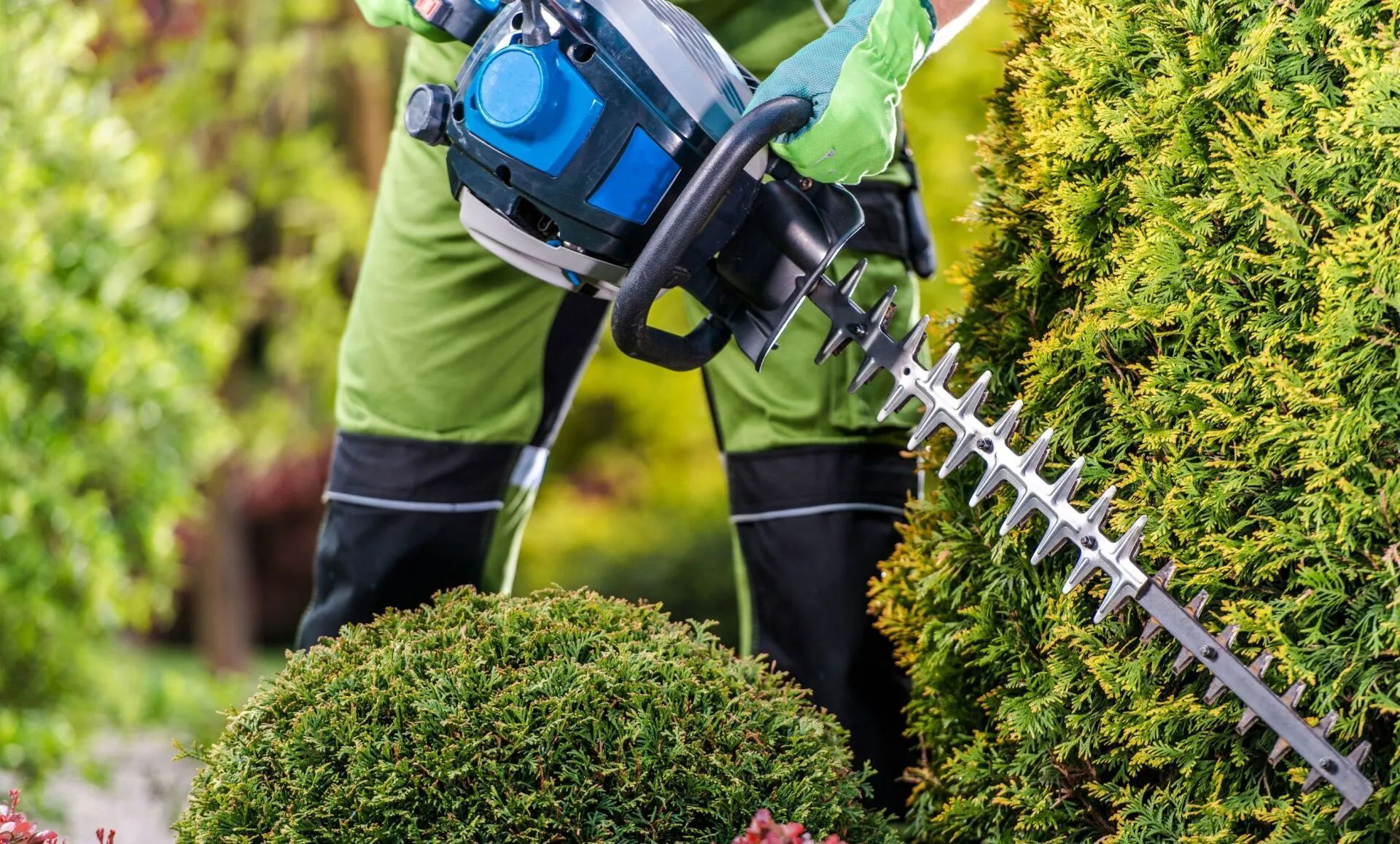 A person is cutting a bush with a hedge trimmer.
