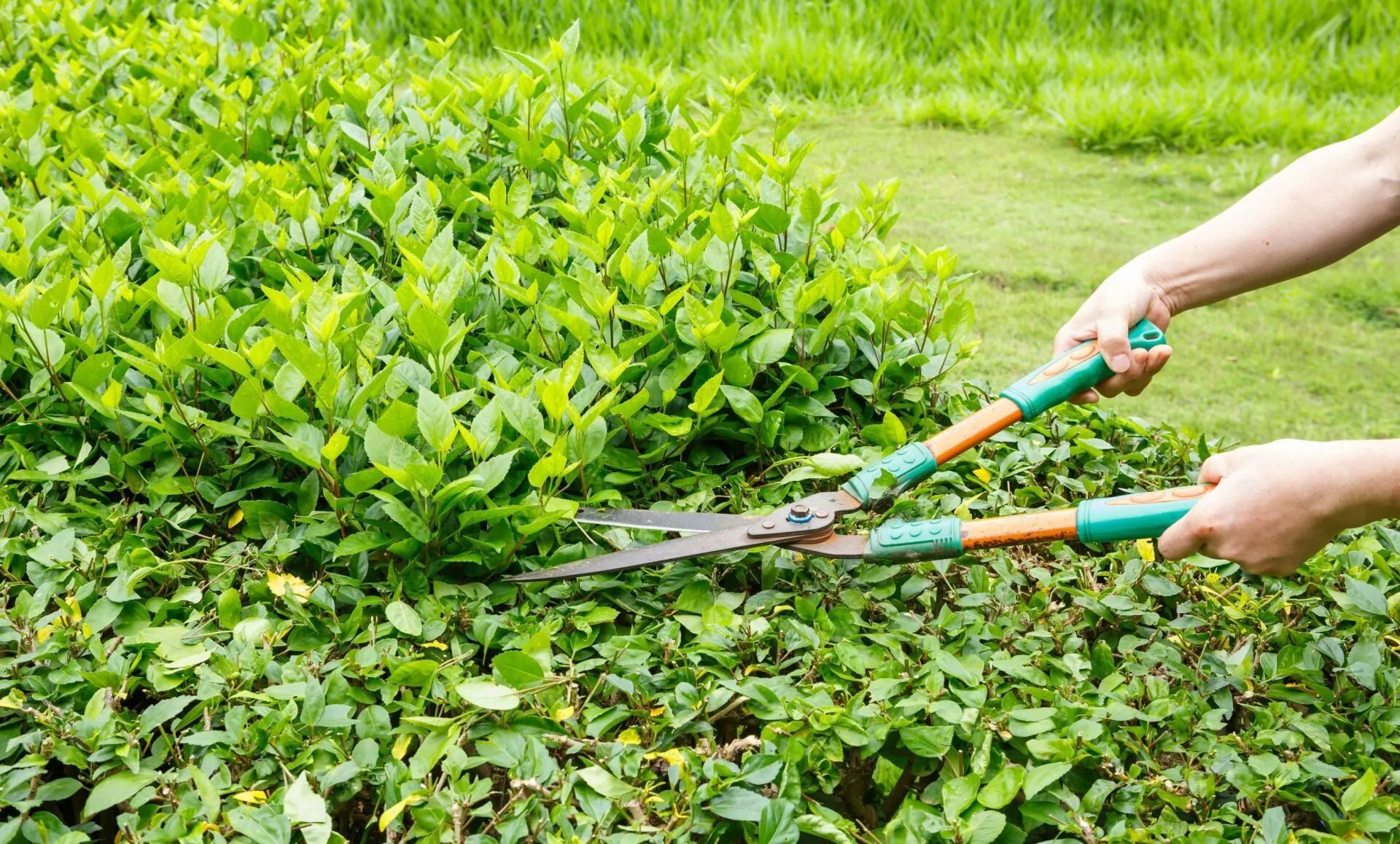 Hands trimming a green hedge with large shears in a grassy outdoor setting.