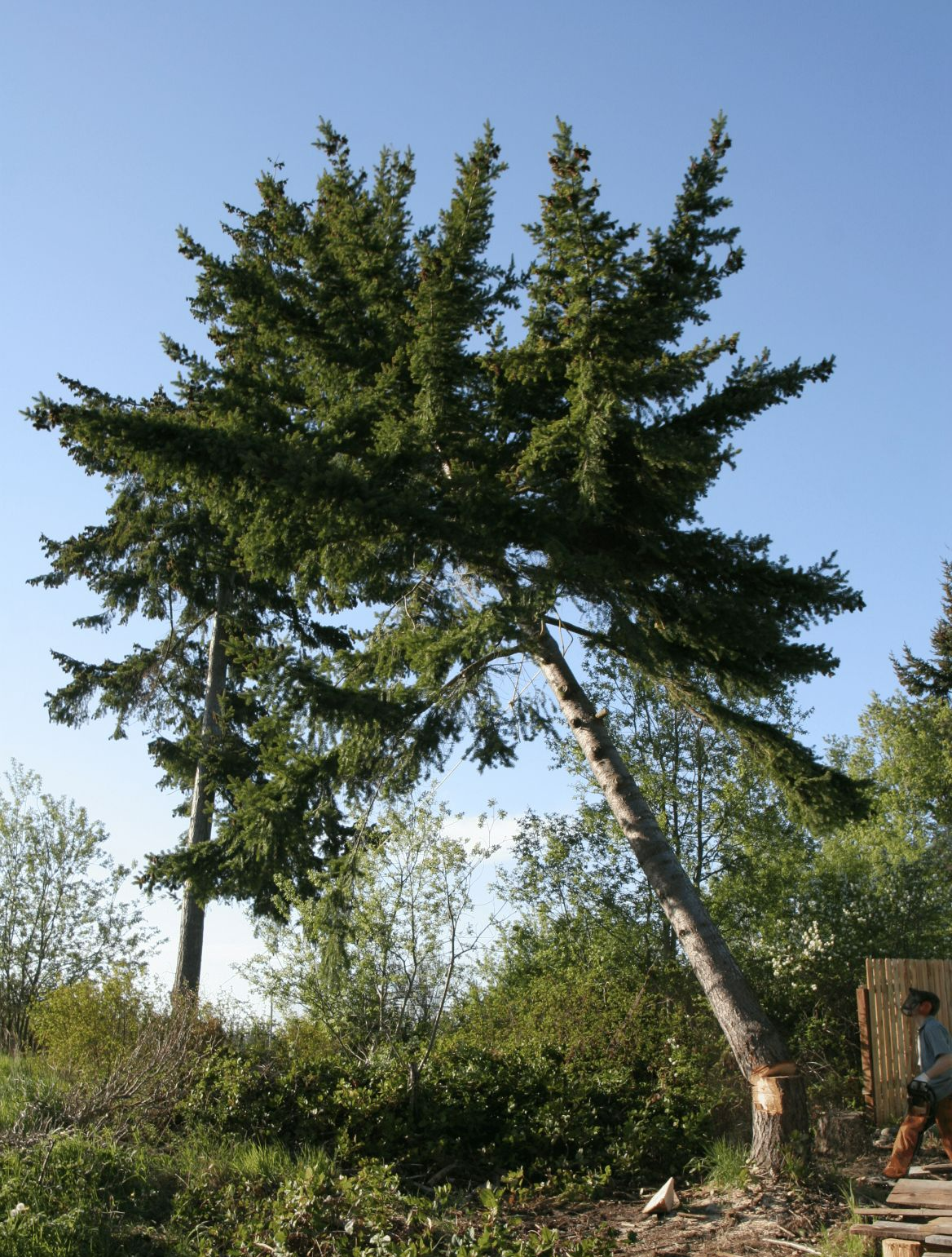 A large pine tree with a blue sky in the background