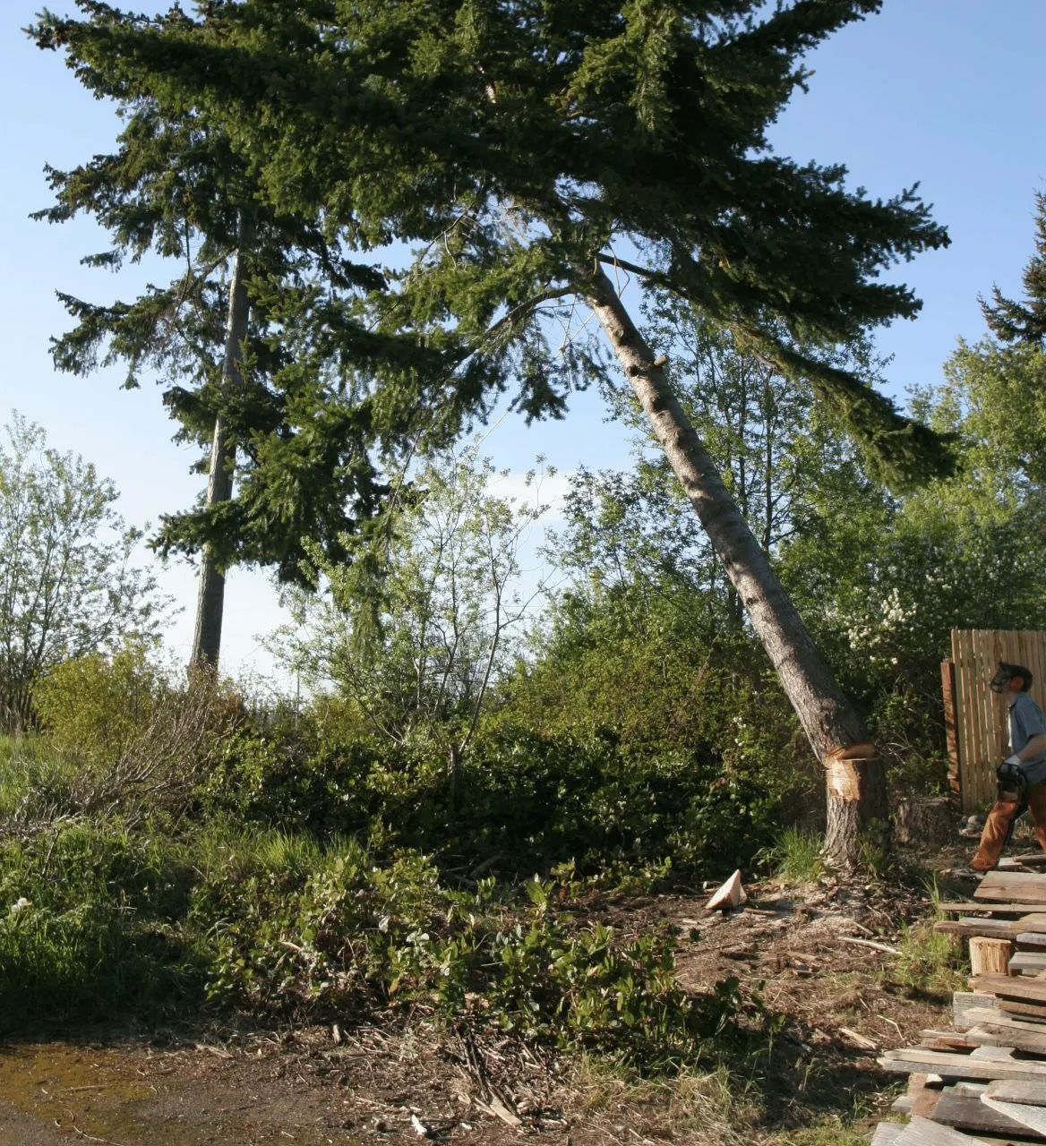 A tall, partially sawn pine tree leans over a person standing near a wooden fence in a wooded area.