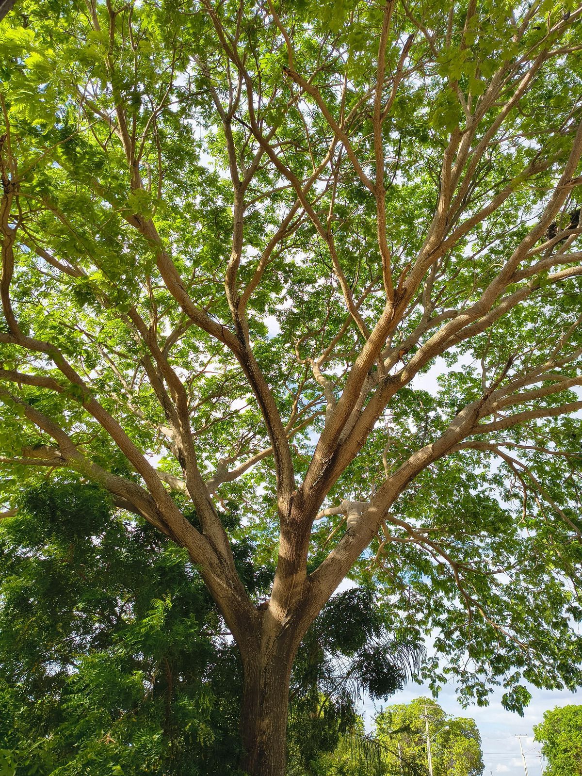 A tall tree with a thick, textured trunk branching out into a lush, green canopy against a bright sky.