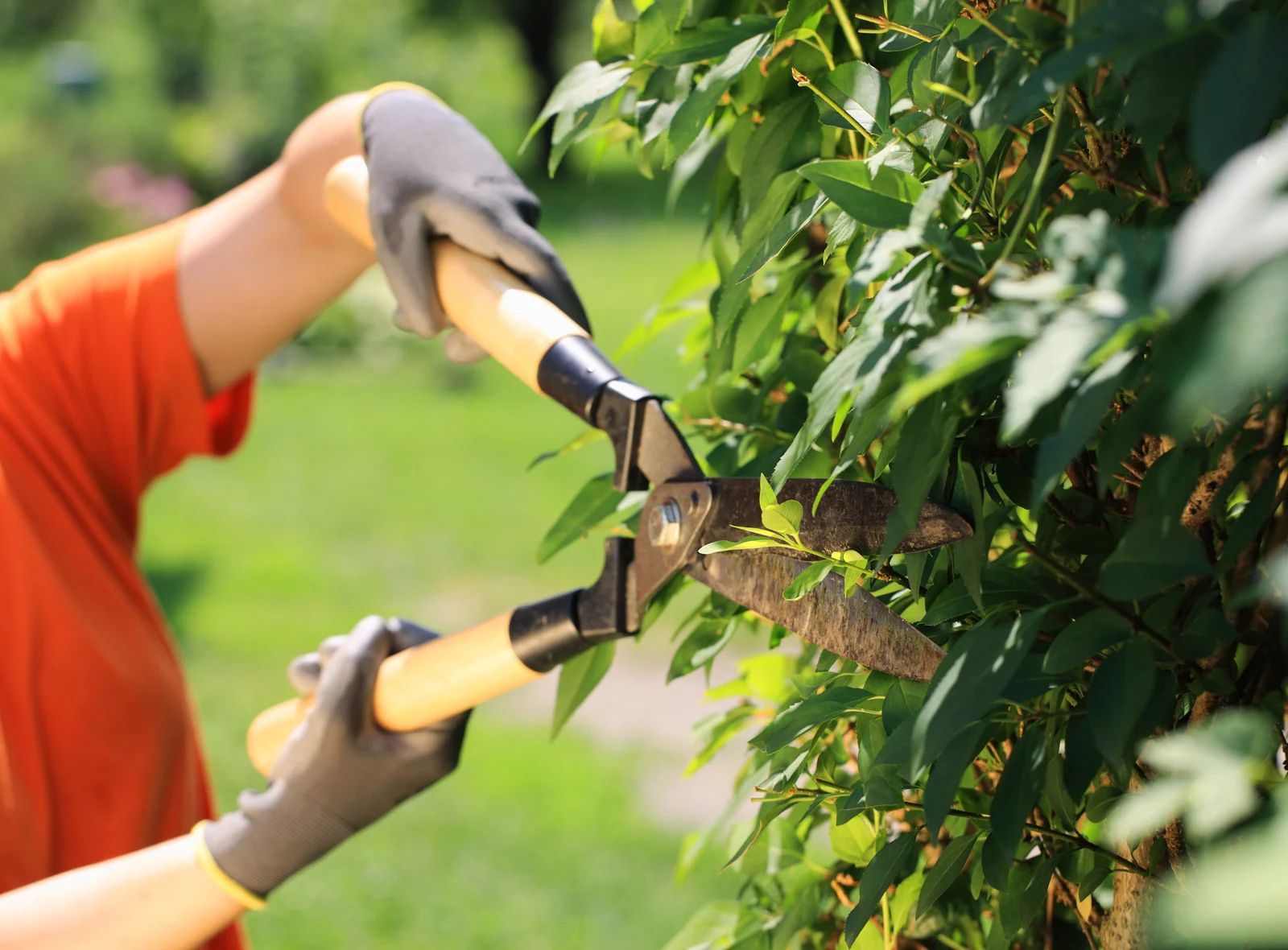 Person pruning a green bush with hand shears, wearing gloves and an orange shirt outdoors.