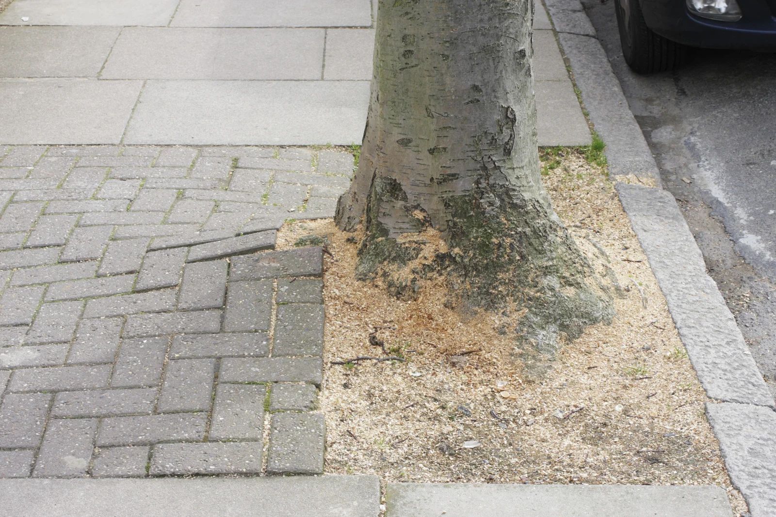 Tree base on a sidewalk with displaced bricks and sawdust.