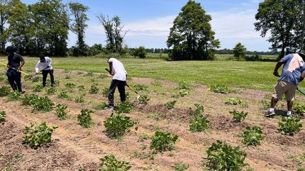 A group of people are working in a field of plants.