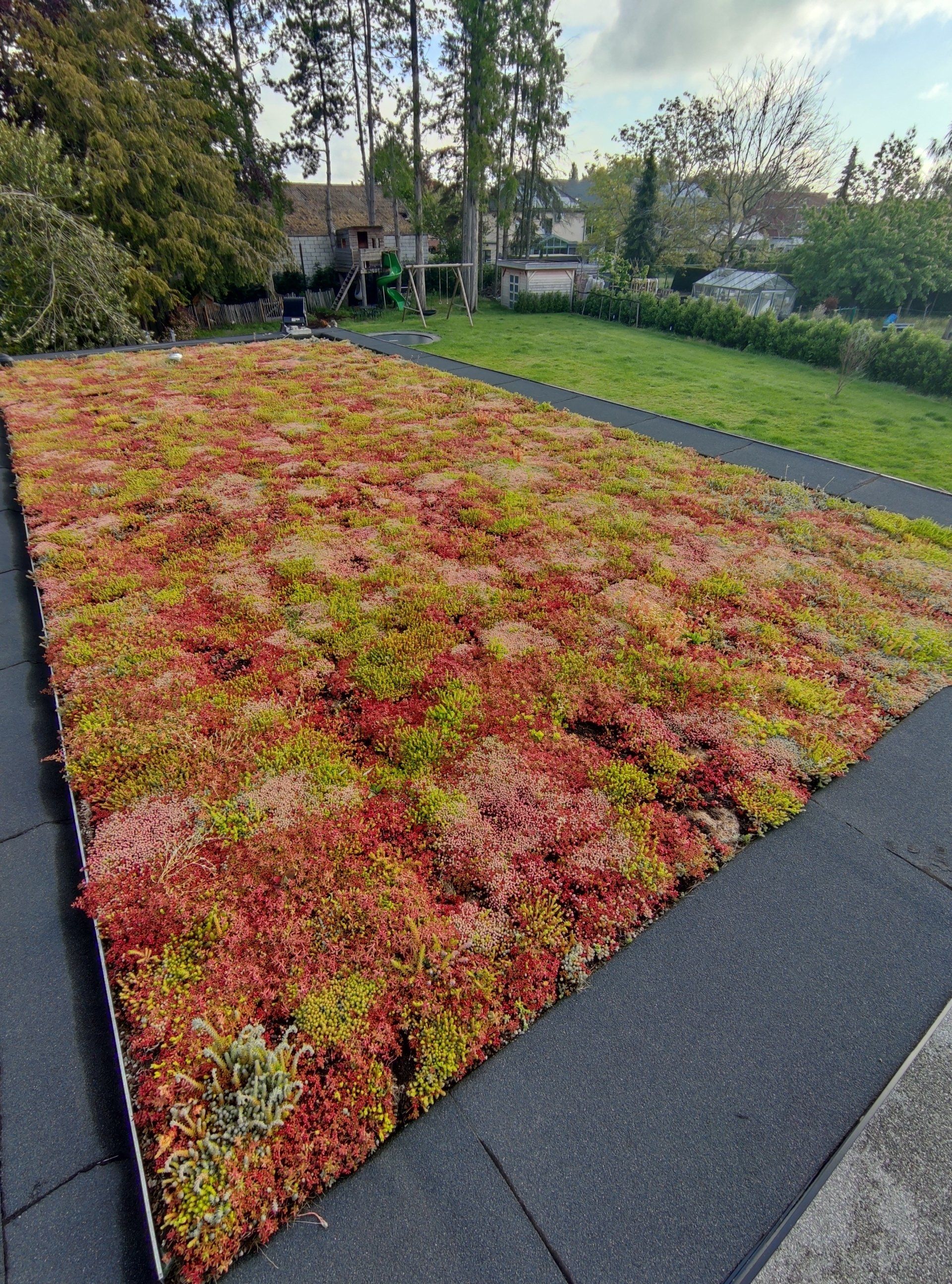 sedumdak, extensief groen dak