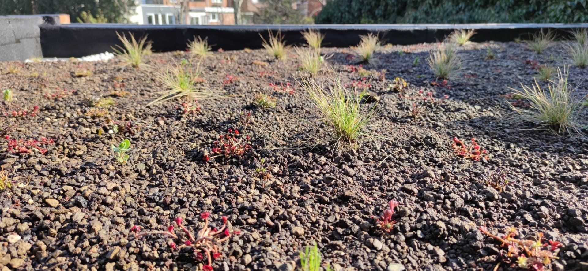 groendak aangelegd met 350 plugplanten