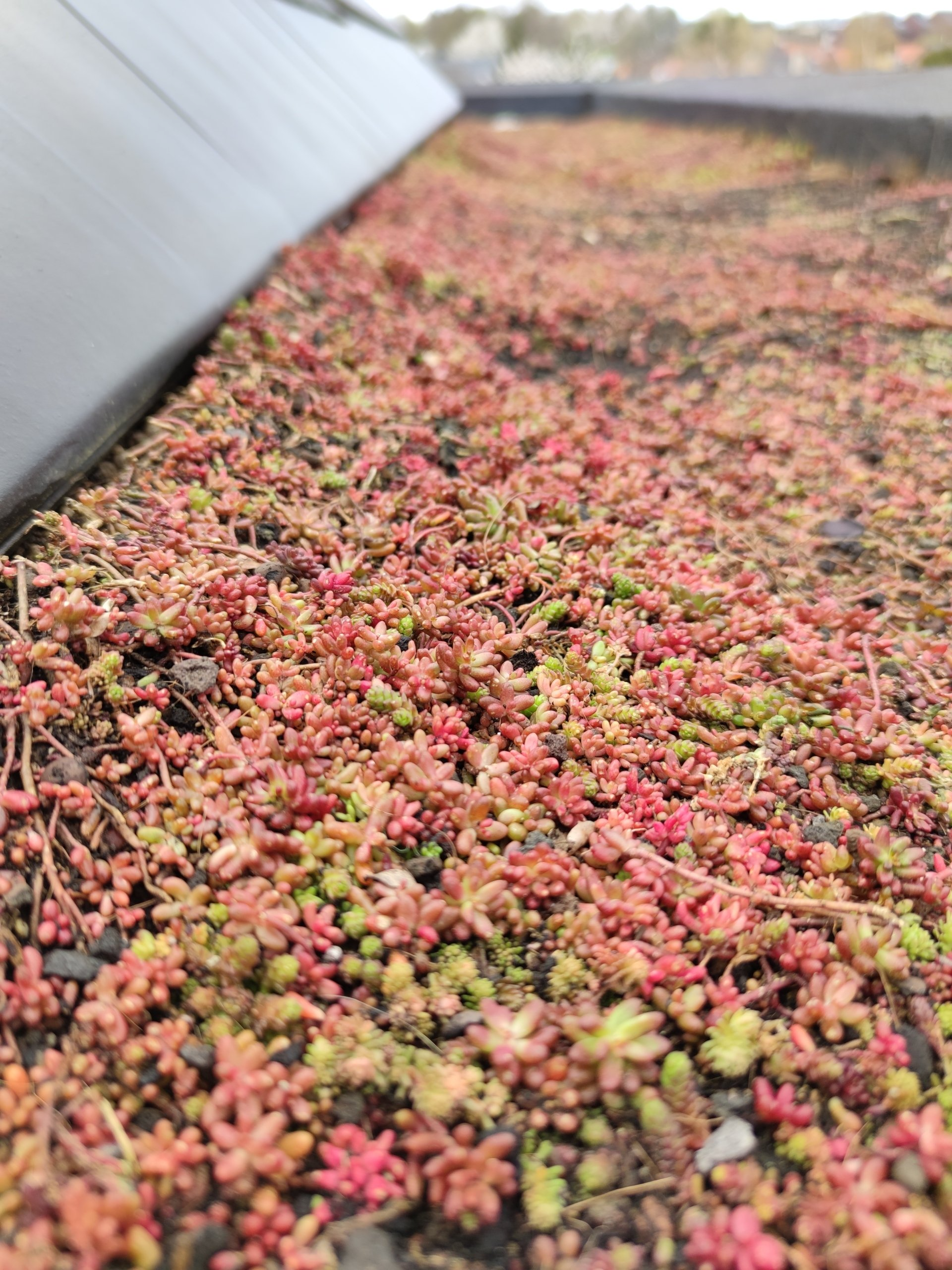 Binnen enkele weken zal dit mooi groen zien en voller in groei zijn!