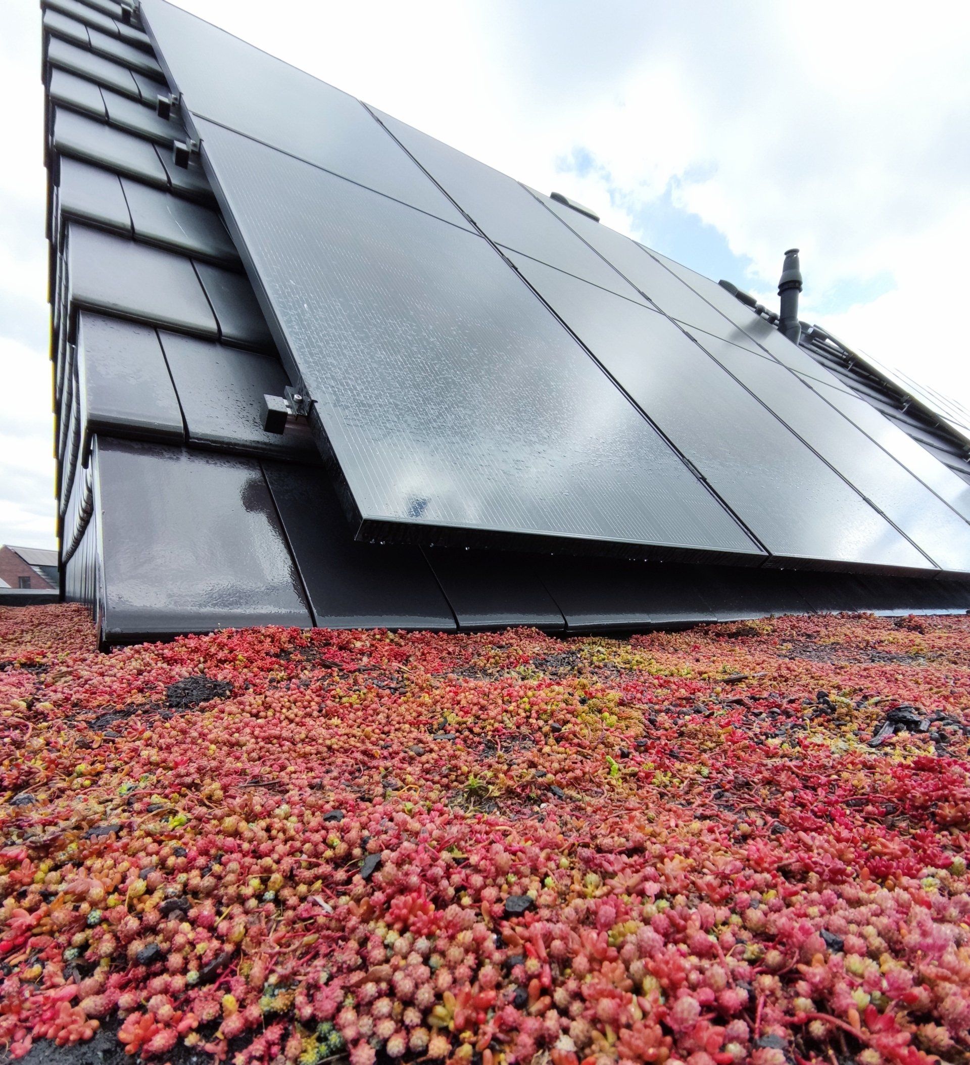 Combineer zonnepanelen met een groendak voor een ideaal rendement!