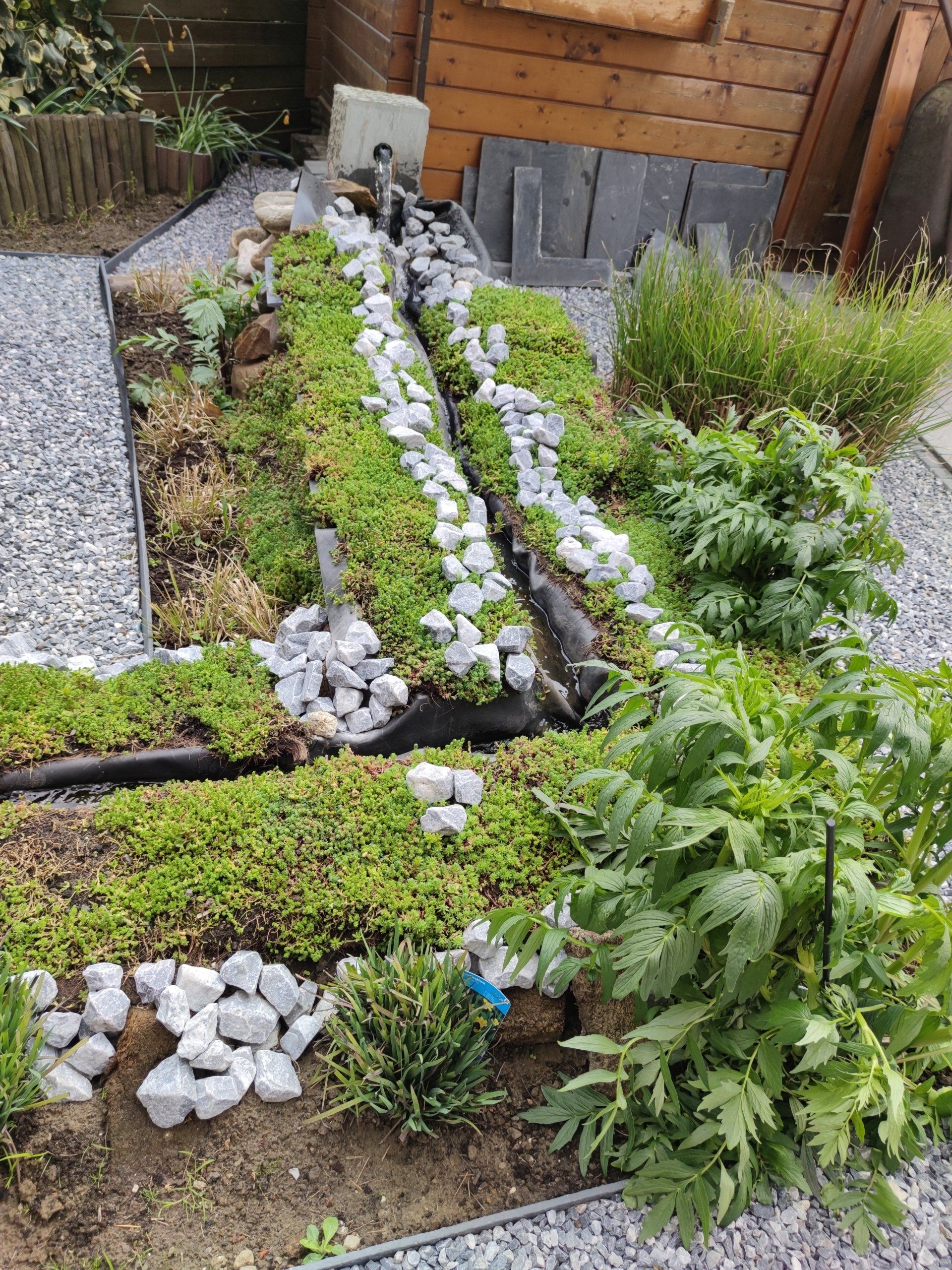 sedum in de tuin