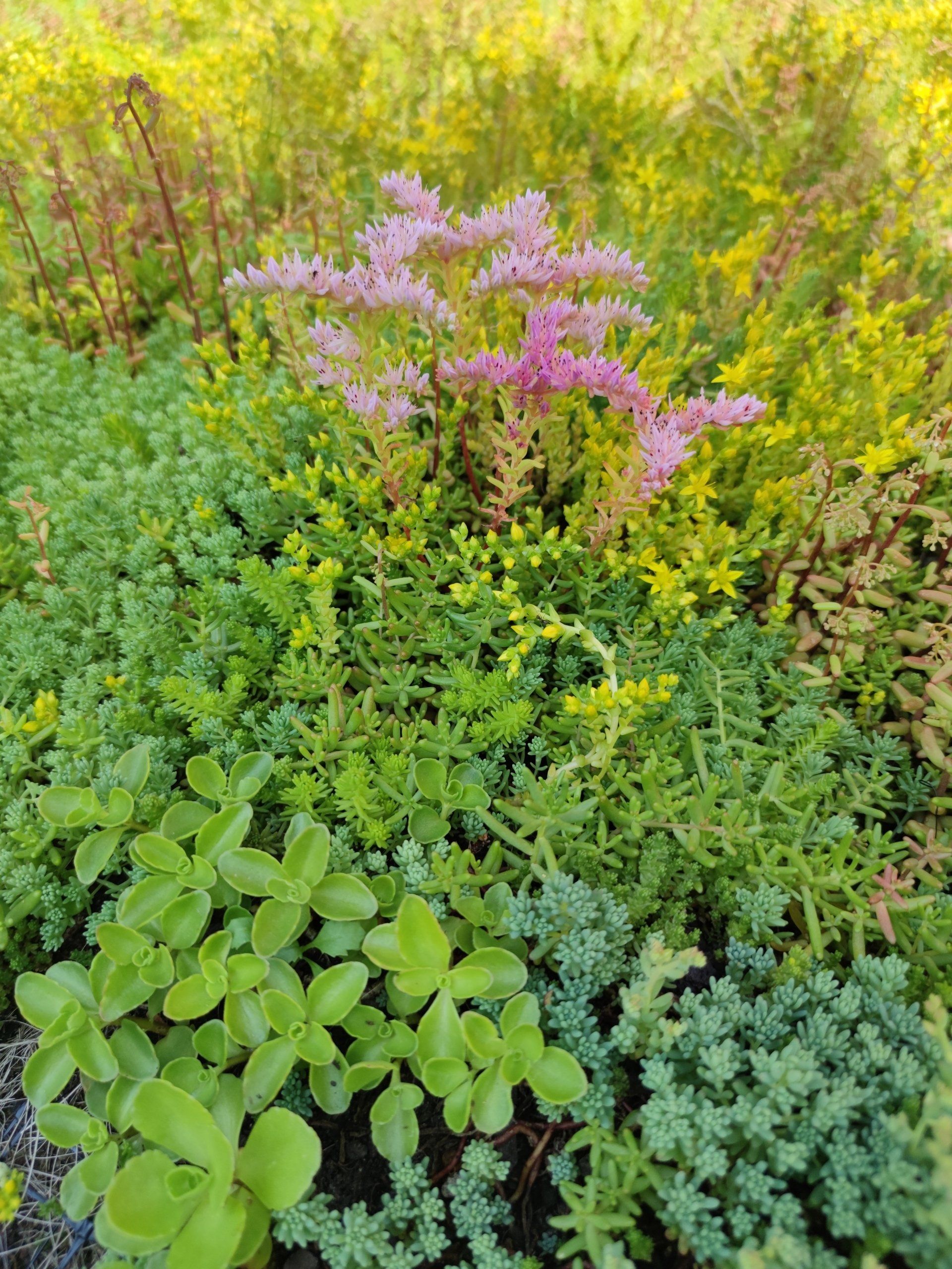 Sedumplaten voor aanleg groendak