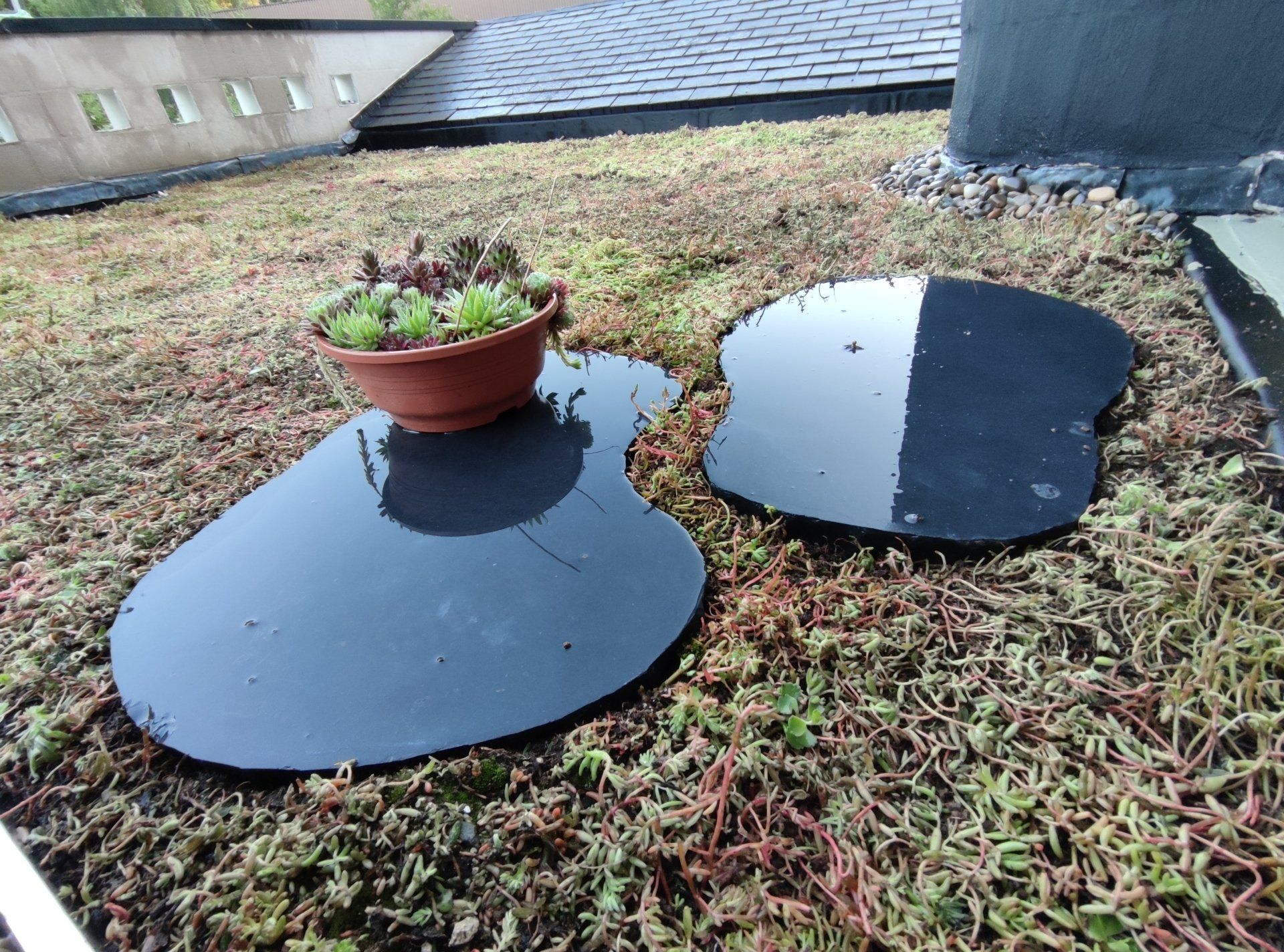 groendak met stepstenen