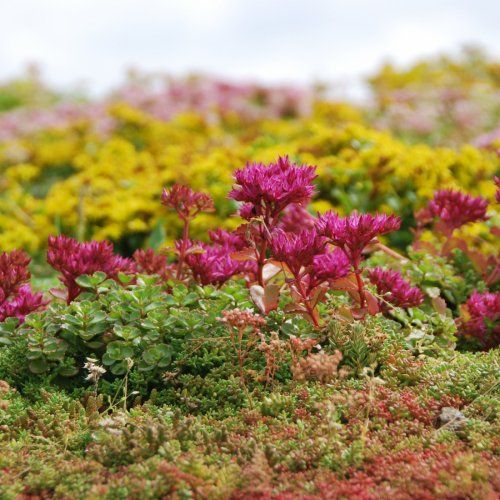 sedum