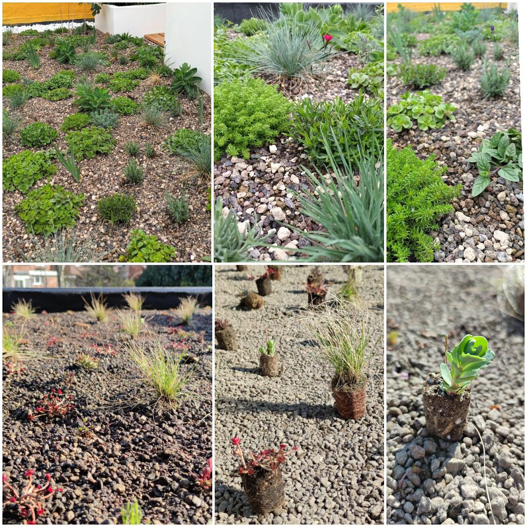 groendak met plugplanten, semi-extensief groendak