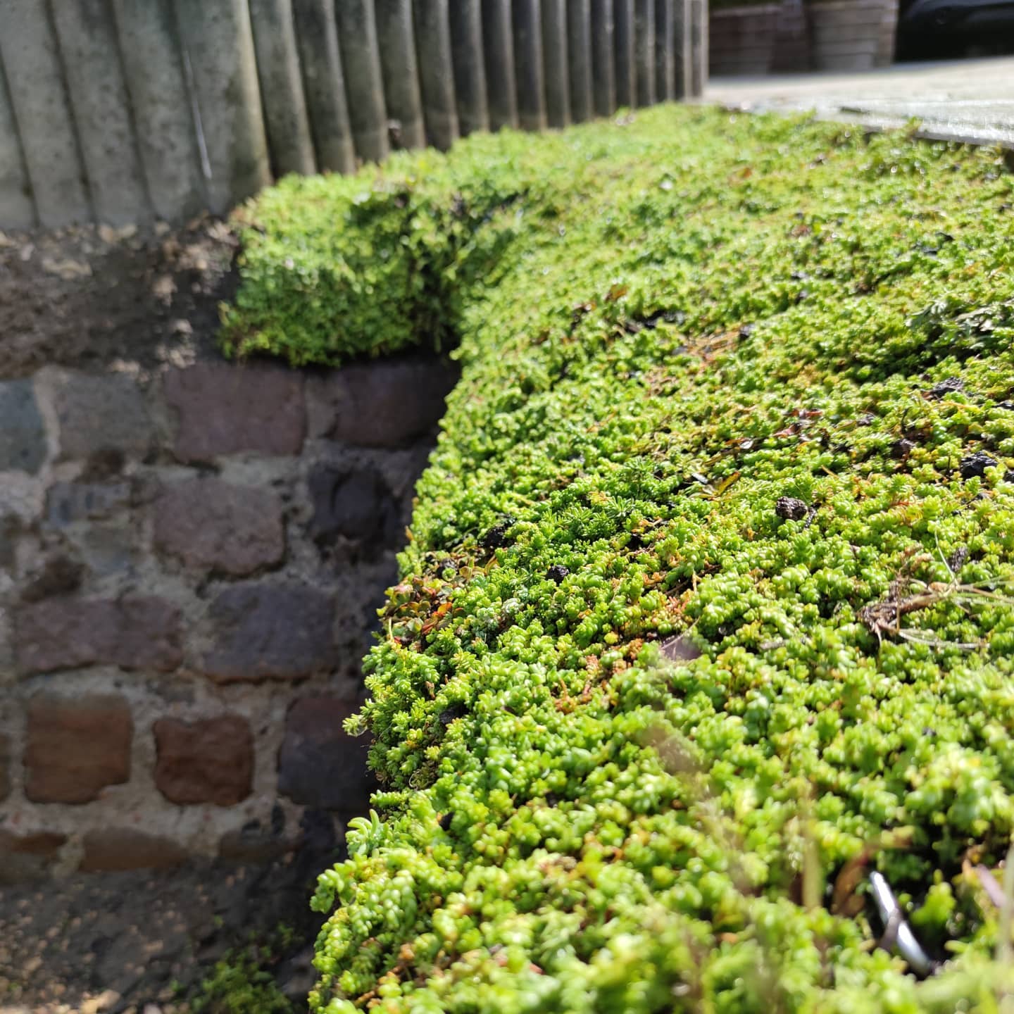 afwerking gracht sedum