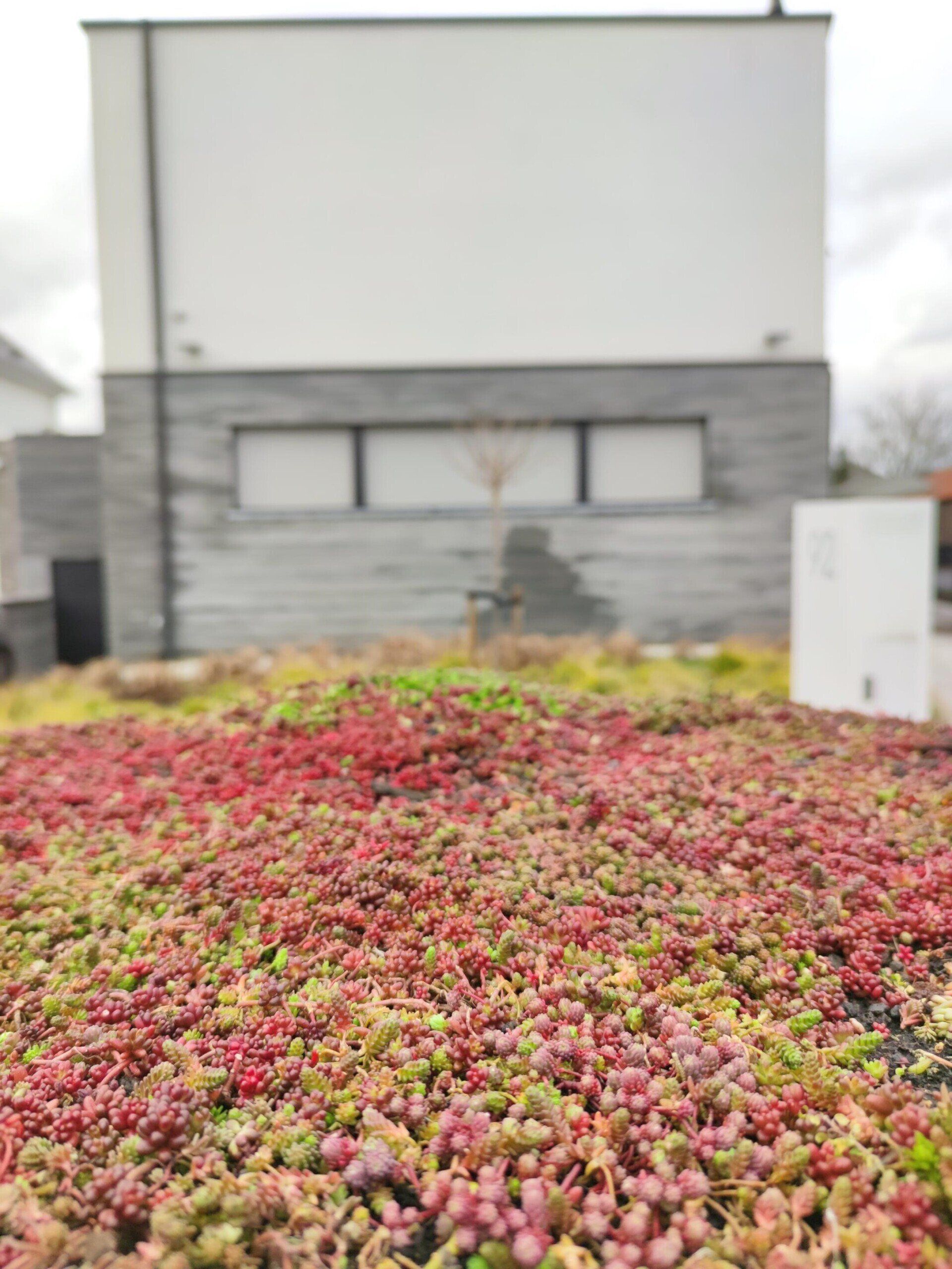 Wommelgem sedummatten