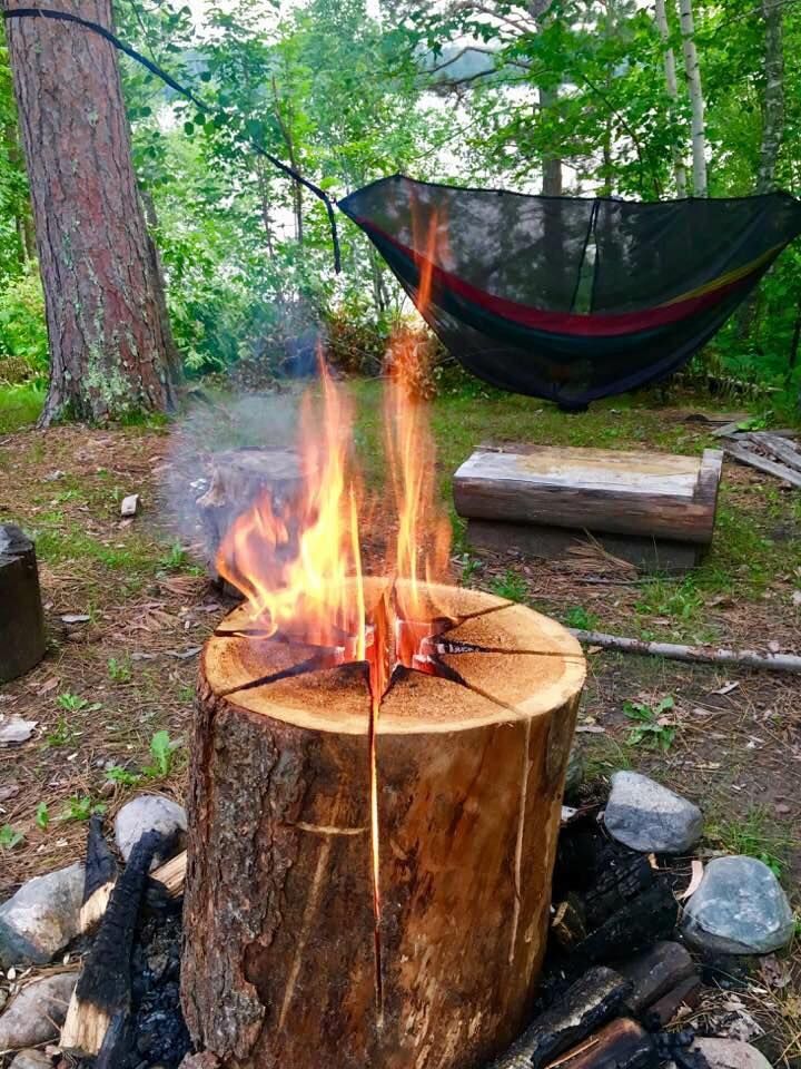 A log is being used as a fire pit in the woods.