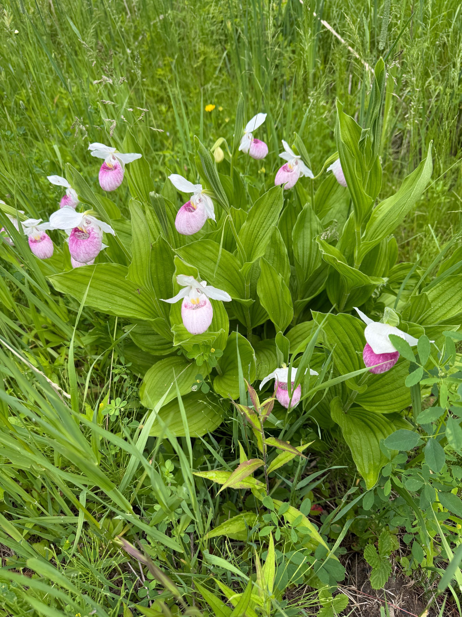 The aurora borealis is visible in the night sky over a forest