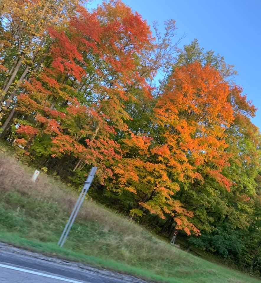 A row of trees with colorful leaves along the side of a road.