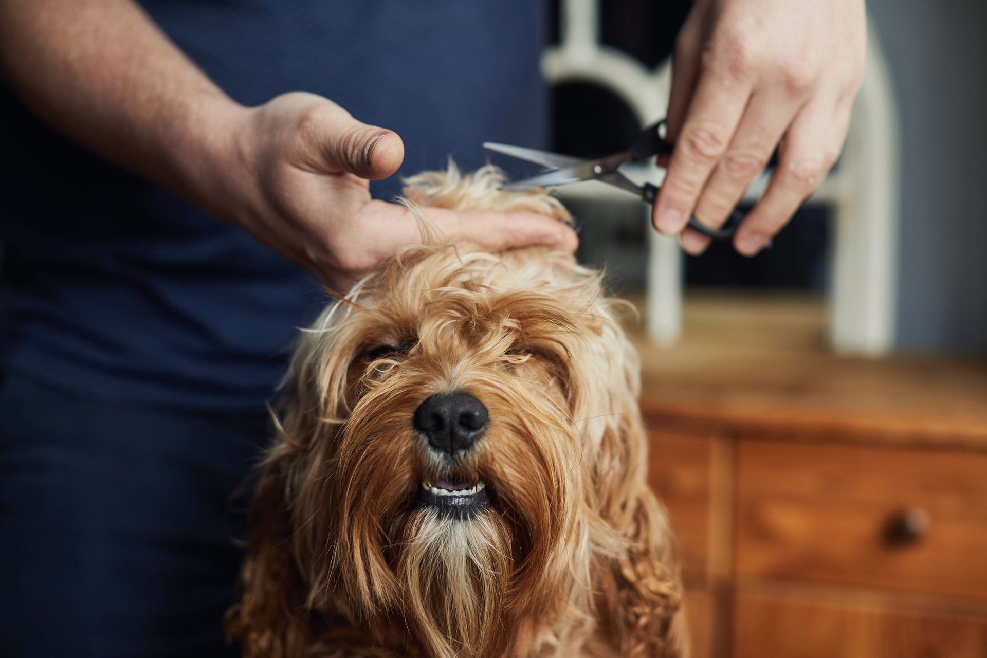 Person trimming a shaggy-haired, golden-brown dog's fur with scissors indoors. The dog appears calm.