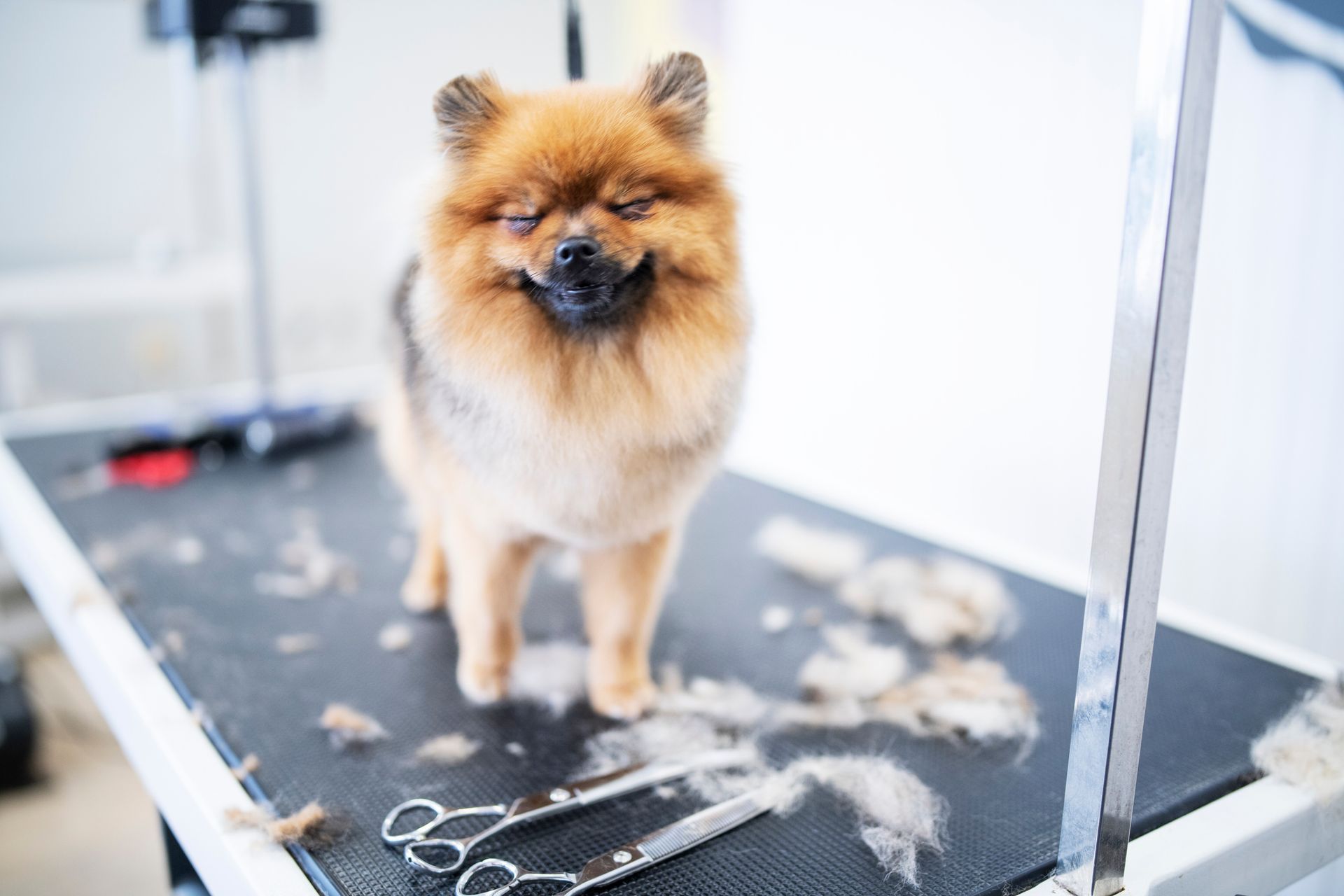 A happy Pomeranian dog stands on a grooming table, hair trimmings scattered around, scissors nearby.