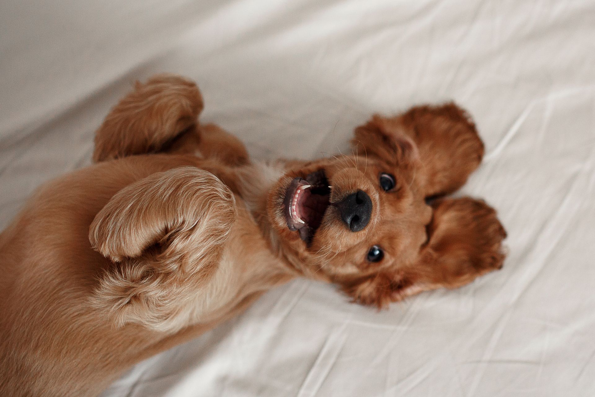 Golden Cocker Spaniel puppy, lying on back with a happy, open-mouthed expression and floppy ears.