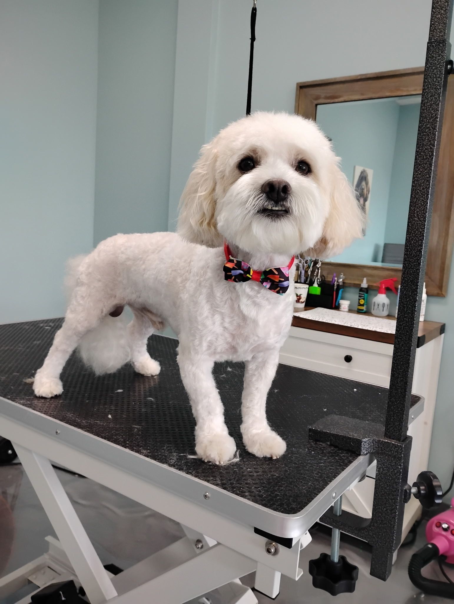 A smiling Pomeranian with grooming tools, being groomed on a table outdoors.