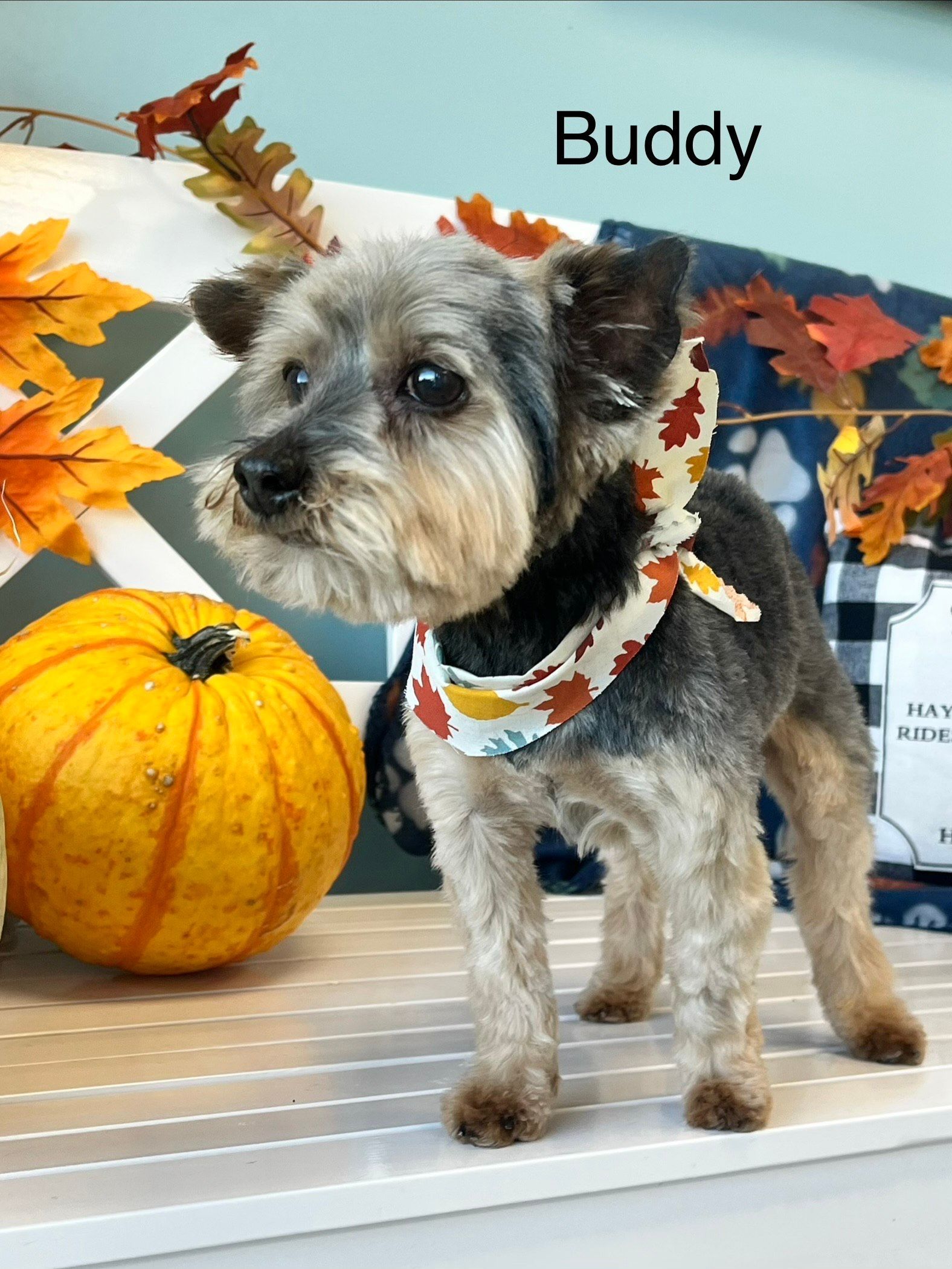 Dog getting groomed, receiving a haircut from a groomer in a salon.