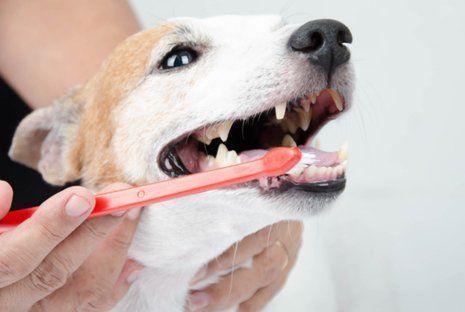 Dog with mouth open being brushed with a red toothbrush, indoors.
