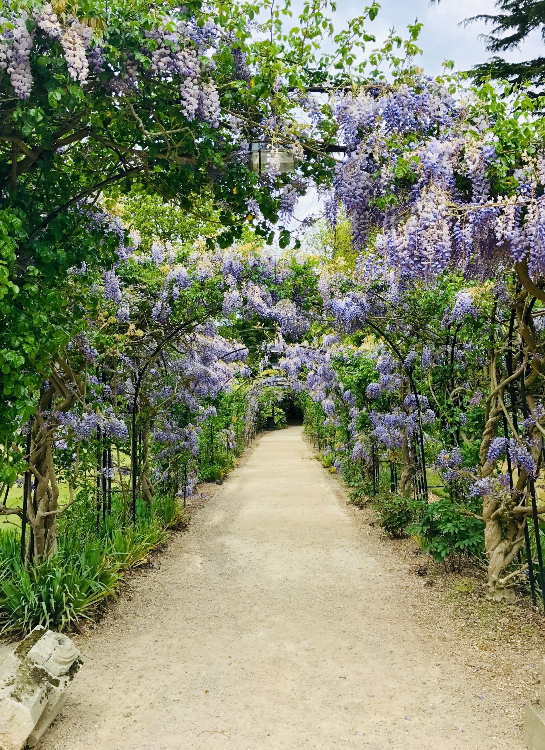 A path lined with purple flowers and trees in a garden