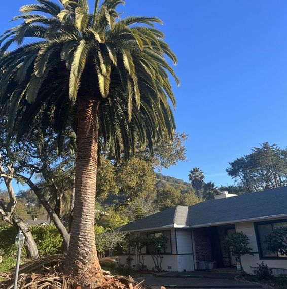 A house with a palm tree in front of it