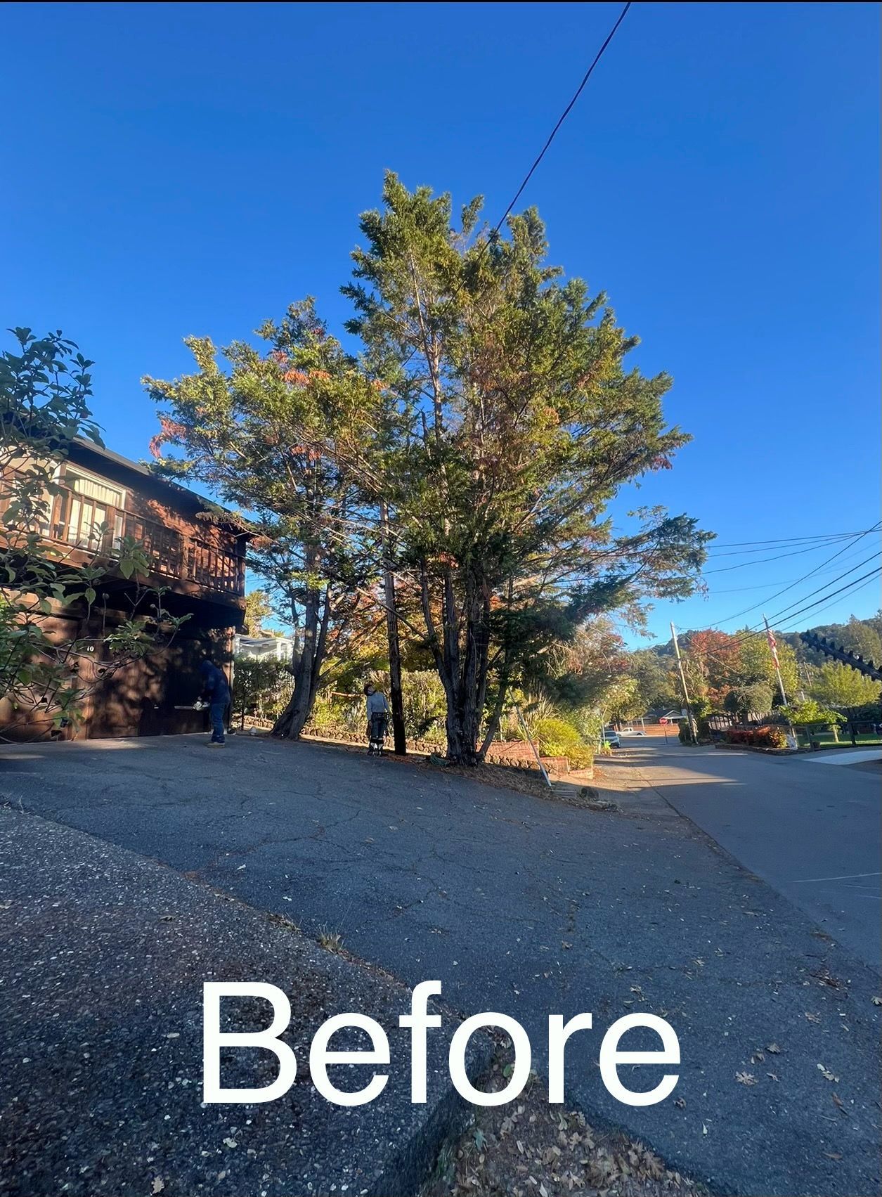A before picture of a tree in front of a house.