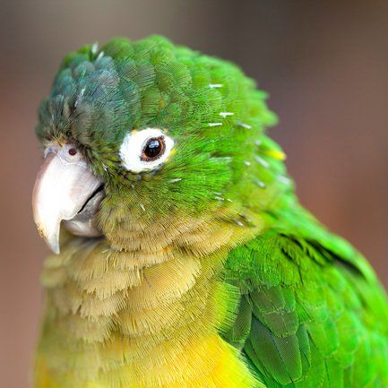 a green parrot