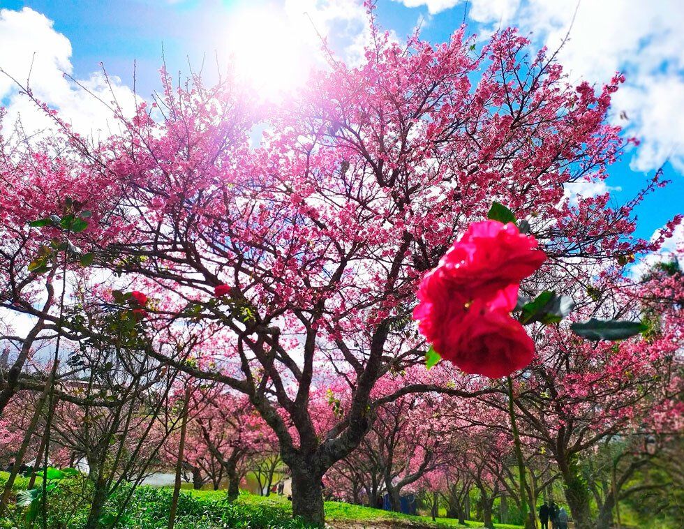 Uma foto de perto de uma flor de cerejeira com uma árvore ao fundo