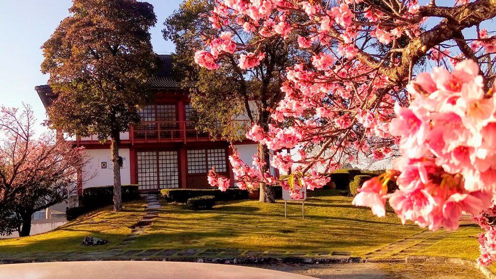 Ramos de flores de cerejeira em frente a um castelo branco japonês