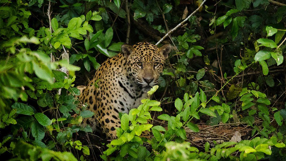 A jaguar stands in the jungle