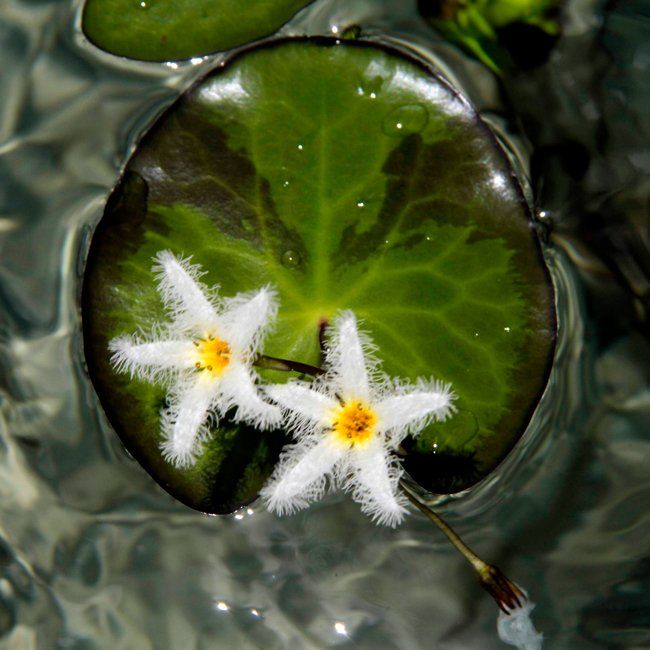 two white flowers on a wet leaf
