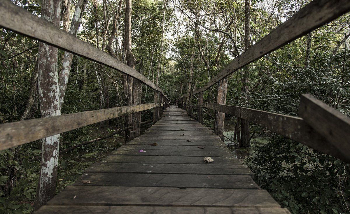 A wooden bridge in the middle of a forest.