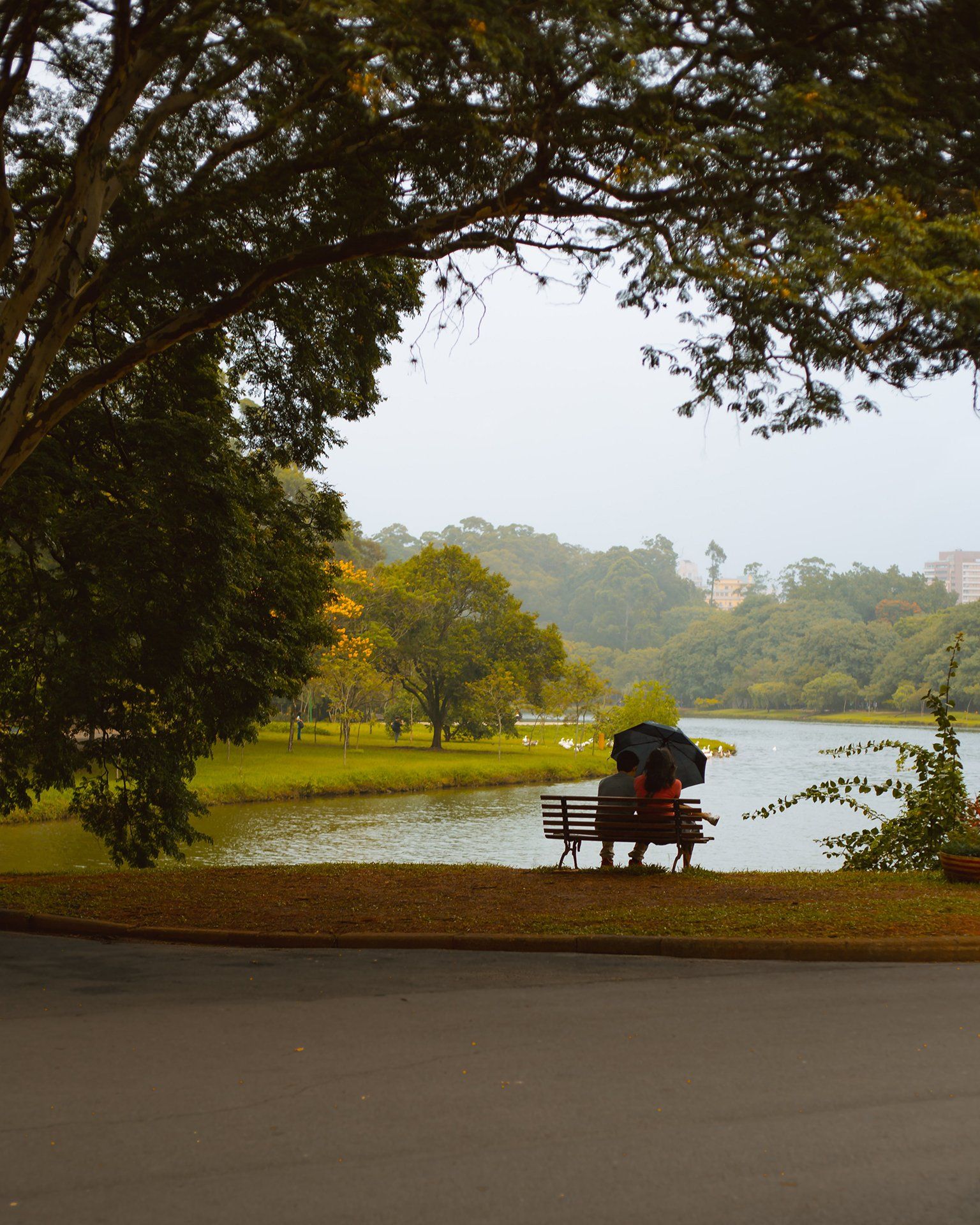 A couple sits on a bench to contemplate the Ibirapuera Park - Photo by Rogétrio on Unsplash