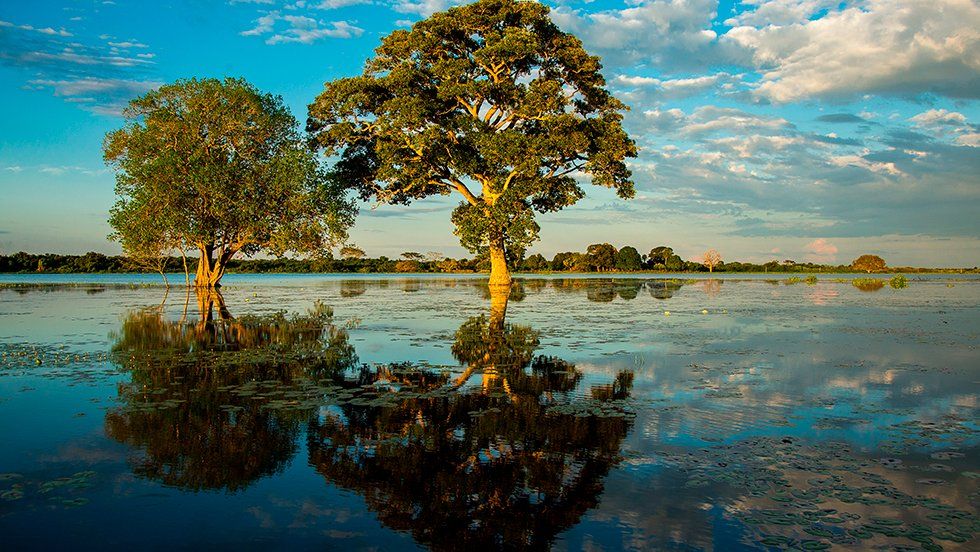 Two trees stand in the middle of a swamp in Pantanal