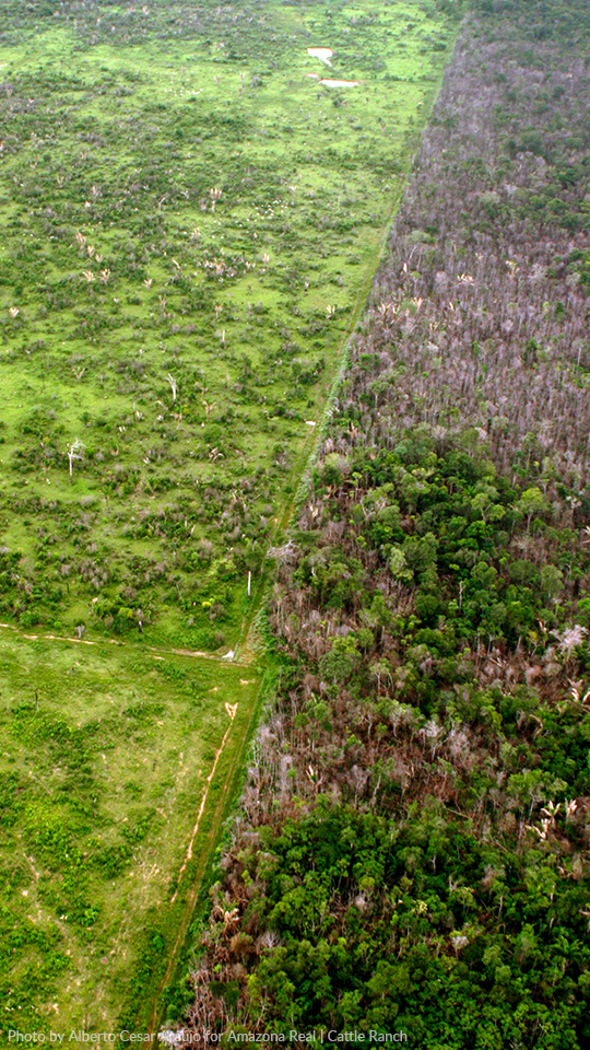 Side by side, a deforested field and a forest