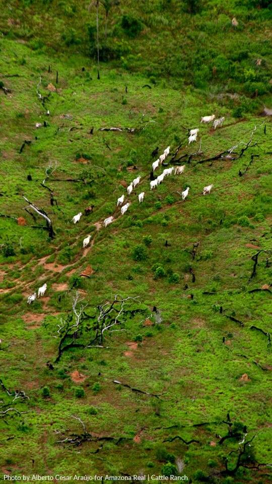 A deforested field with cattle walking in a line