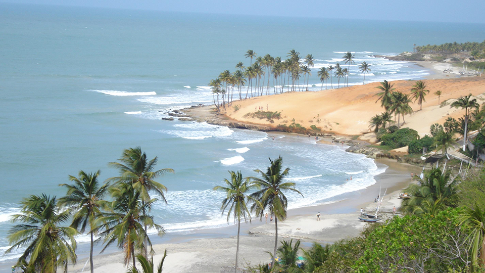 A windy beach with palm tress