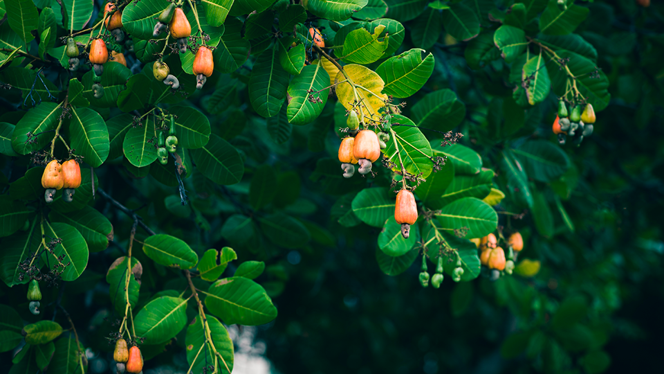 A cashew  tree with fruits ready to rip