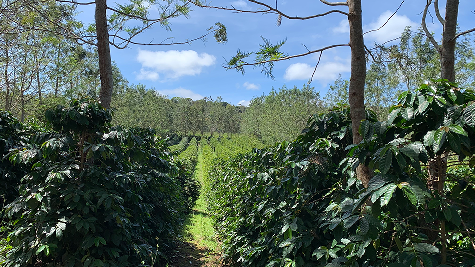 A view of the fields on a coffee farm in rural Brazil